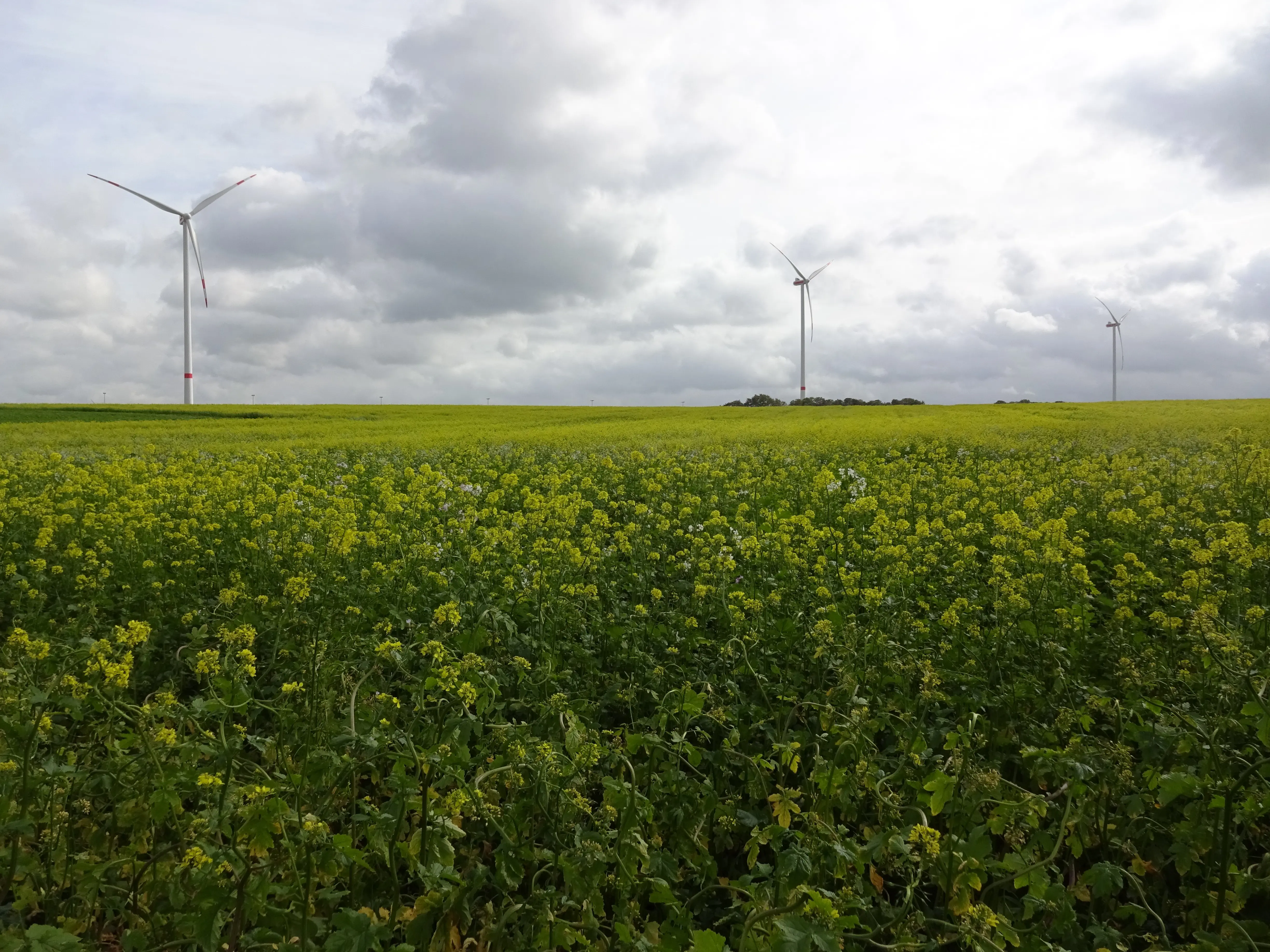 Wind Farm Riemst-Herderen
